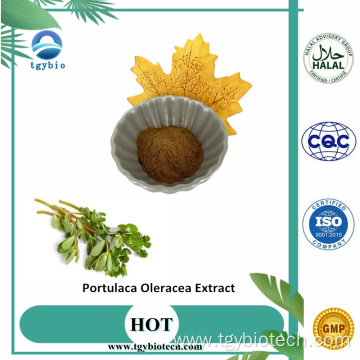 Wholesale High Quality Portulaca Extract Powder